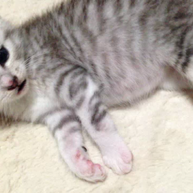 世界猫の日さん♪ですルンチャンヾ(〃^∇^)ﾉの画像