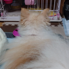 諦めきれ ないの(;_;)の画像