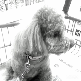 メルちゃんの大冒険の画像