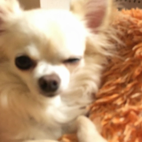 関西ではみなさん可愛がってくれてありがとーの画像