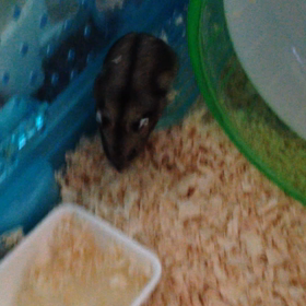 そらまめの画像