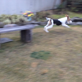 トコロテン！？の画像