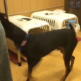 アタシの美脚が邪魔でごめんね。の画像