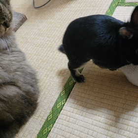 カクカクを見てしまうの画像