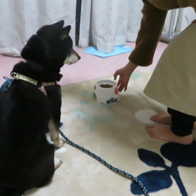 柴犬・げんた待て勉強中の画像