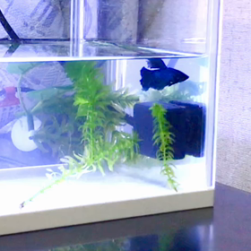 ヒーターを回って遊ぶベタ幼魚の画像