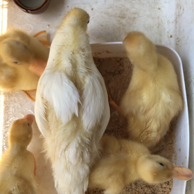 コールダックの画像