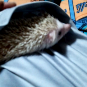 ♯こはく何がしたいねん(笑)♯の画像