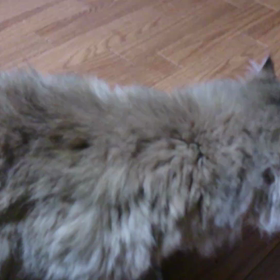 ヒート中のまりんの画像