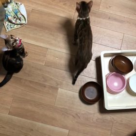 ジャンプ！の画像