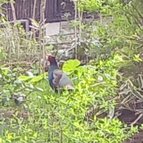 今日は恐竜の日の画像