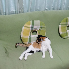 念入りに顔を洗う猫の画像