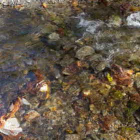 ライブ始まり　　小泉光咲の画像