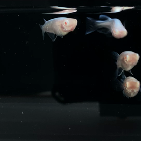 ヤフオク出品の画像