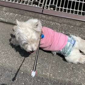 今日は愛犬の日の画像