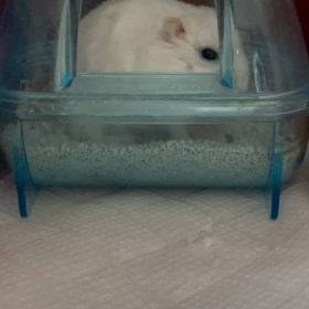 トイレが長い(人もハムも)の画像