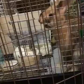 今日のすいか君の画像