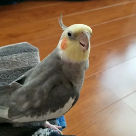 うちのオカメインコは靴下が好き！？の画像