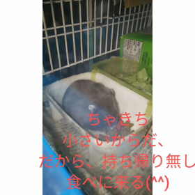 ちゃきちビデオ取り直し(^_^;)))の画像