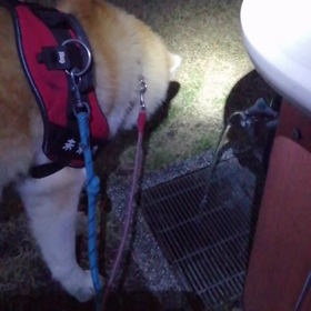 お泊まり訓練から2日目の未来丸。正常化しつつはある。まだ水のがぶ飲みが続く、う○ちのリズムが以前の画像