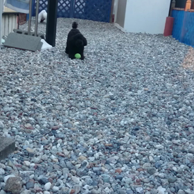 朝から元気な子の画像