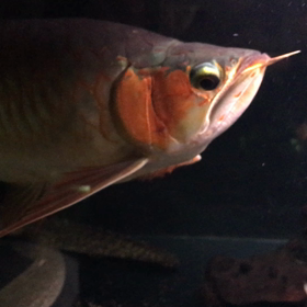 動画投稿！の画像