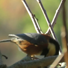 すぎぴたんの事件簿シーズン3　68話（もぐもぐヤマーー！　）の画像