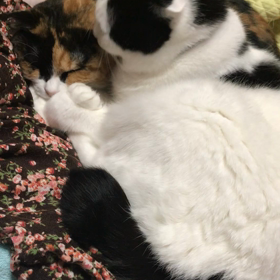 お節介な愛？の画像