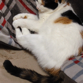 なにがあっても動かないわよの画像