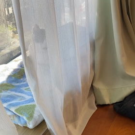 落ち着かない日中。の画像