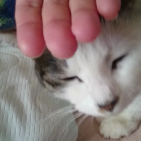 ウチの「ねこじゃすり」の画像