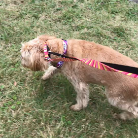 ♪お散歩動画♪代々木公園♪の画像