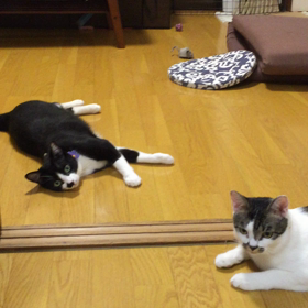 フリスビー キャットの画像