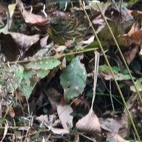 可愛すぎの画像