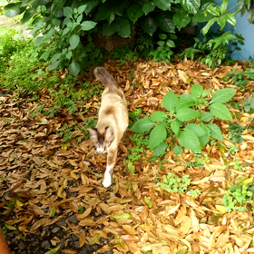 外にゃん ふたりの画像