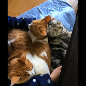 グーグルフォトさん、うさぎもお願いしますの画像