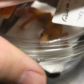 連れ帰った子の食事風景〜(その他注意事項&簡単なアドバイスみたいな)の画像