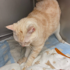 ゴウくん3の画像