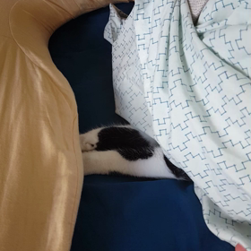 モモも一歳の画像