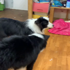 JILL君のじゃれあいの画像