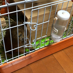 モルモットのぷぷくん　元気出てきた？の画像