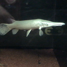 プラアリショートの動画！の画像