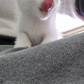 なんてっこったの画像