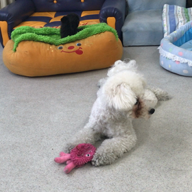 ♪プレイルーム動画♪②の画像