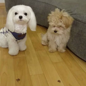 ふたりそろって♡の画像