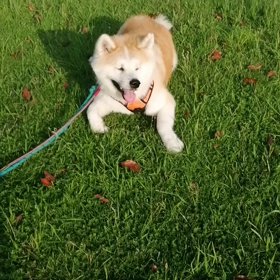 今朝は又しても諸事情で朝散歩時間短縮。そこで久しぶりに安倍川の川原へ。未来丸は、草むら、芝生に大の画像