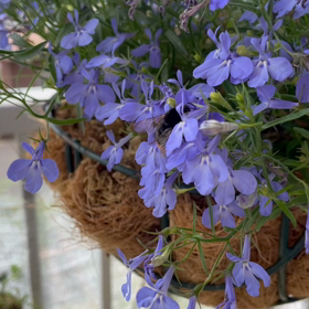 朝から働いていますの画像