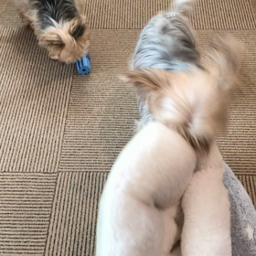 おもちゃではありませんの画像