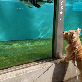 ニナとペンギンの画像