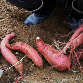 10/2 　　サツマイモ掘ったの画像